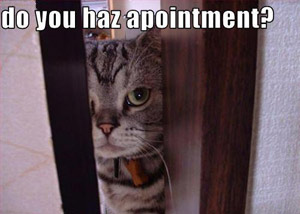 Appointment cat