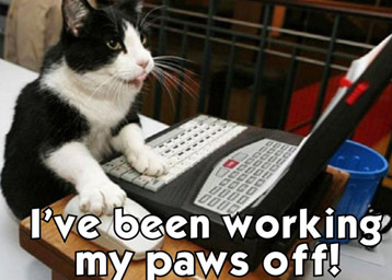 Busy kitten