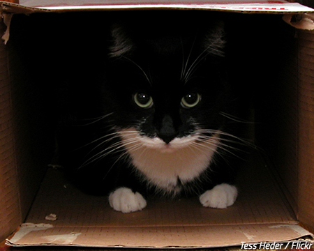 Moving a cat into a new home