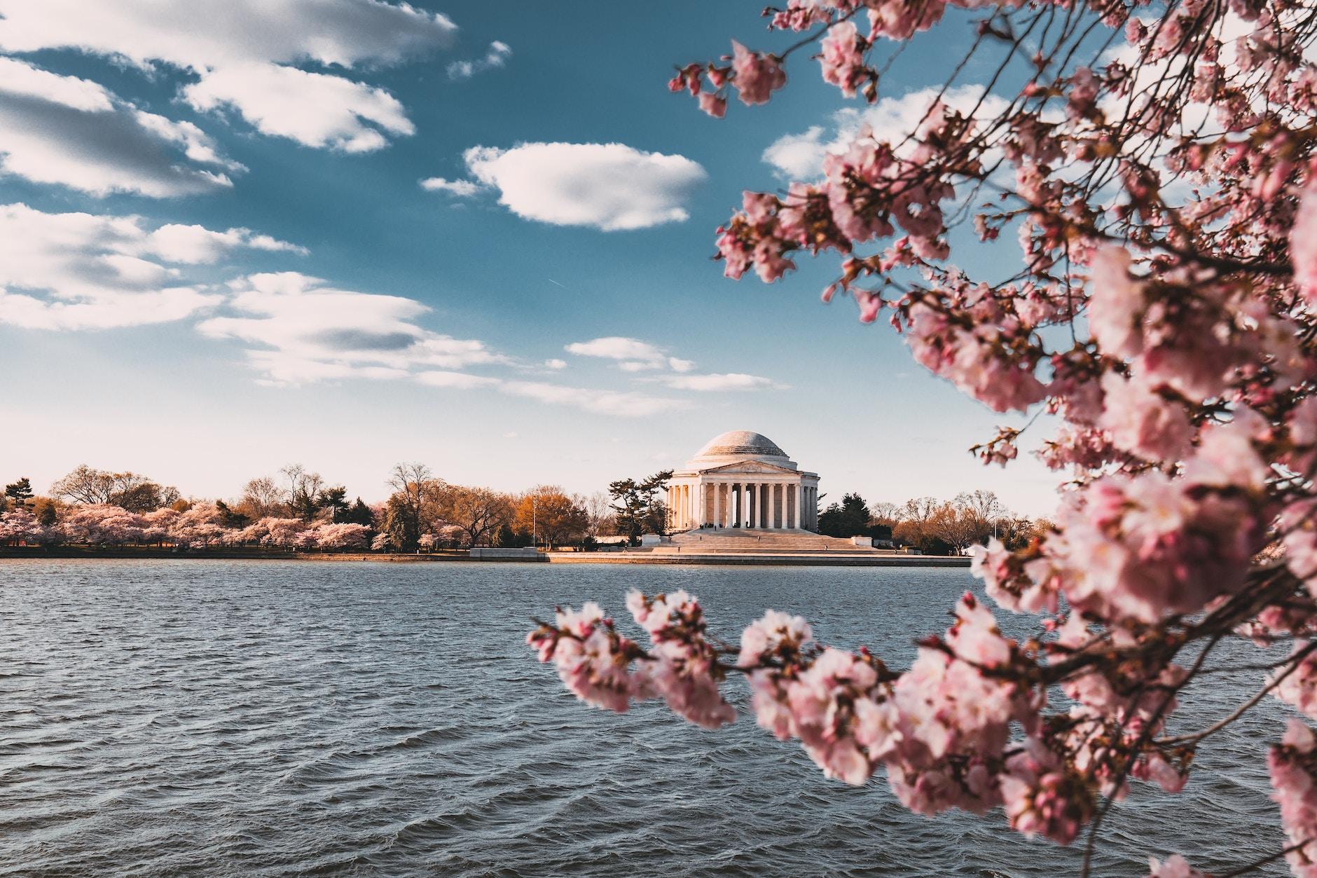 Cherry Blossoms in Washington DC