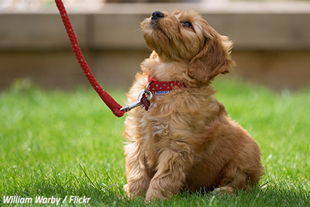 Moving with a dog to a new home