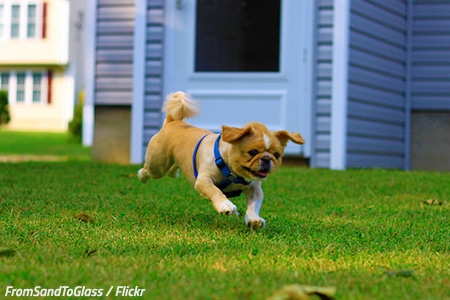 Help your pet adjust after the move