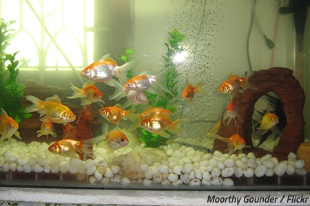 Is it ok to move a fish tank?