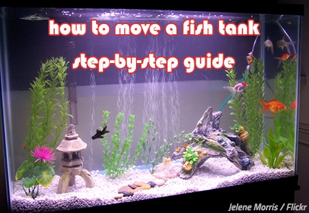 The best way to move a fish tank