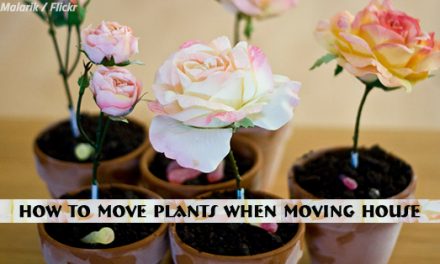 How to Move Plants When Moving House