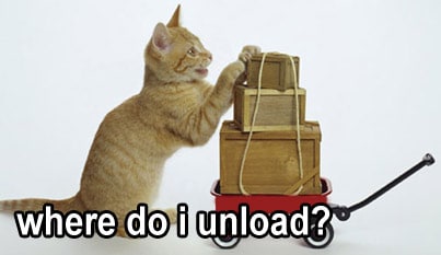 Kitty labor
