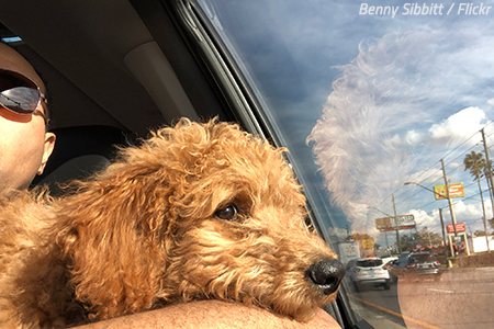 Moving to a new state with a dog