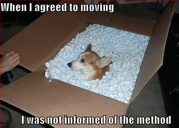 Moving dog