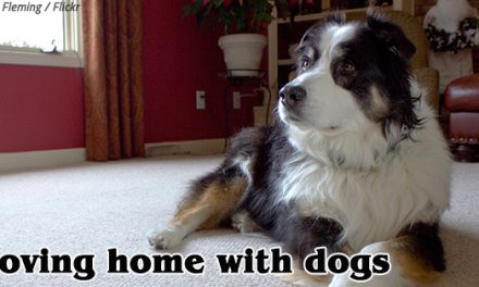 Moving Home with Dogs