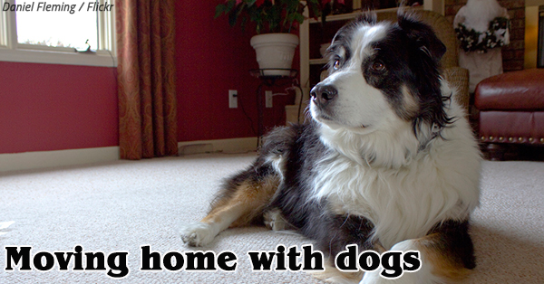 Moving Home with Dogs