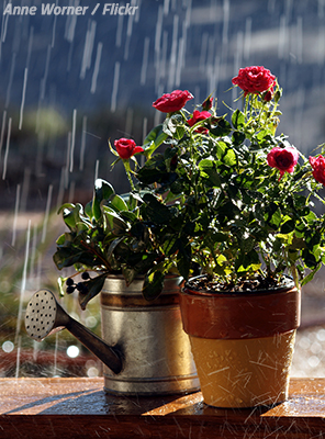 Moving with potted plants