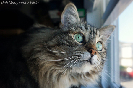 Moving with a cat to a new home