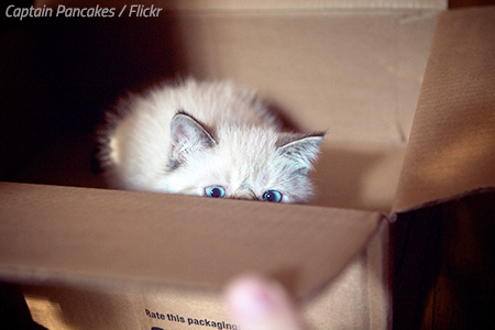 How to move with cats across the country
