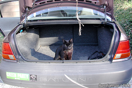 Moving with cats in a car