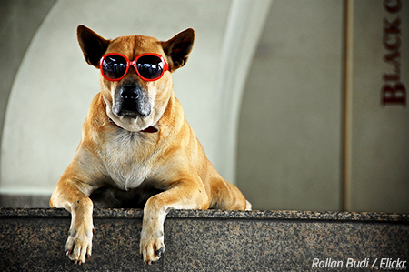 How to move house with dogs