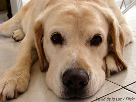 How to move your dog to a new home