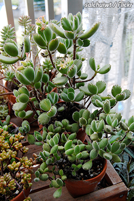 How to move plants long distance ~ Bellhop Bellhop Blog