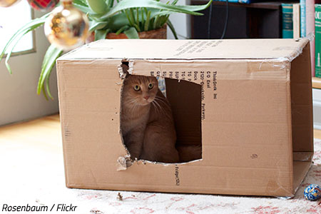 Professional packers for moving