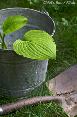 How to prepare plants for moving