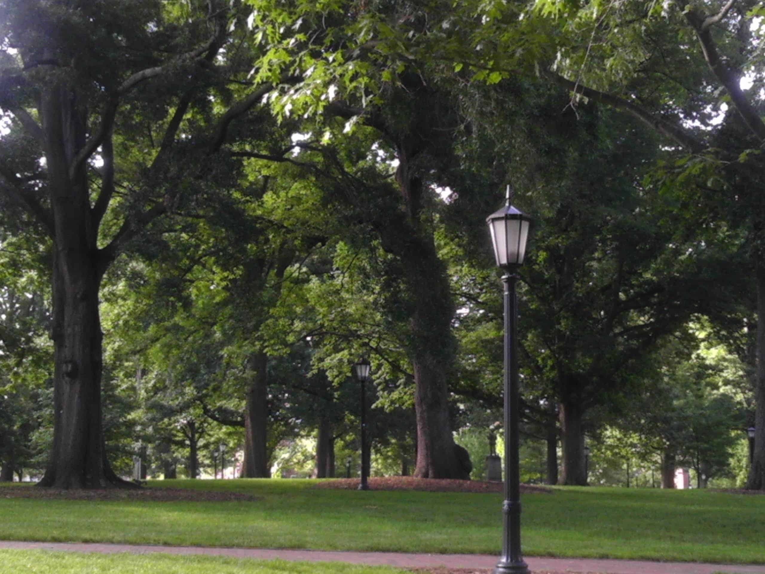 A leafy green in Durham/Chapel Hill