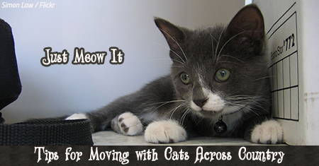Tips for moving with cats across the country